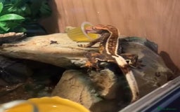 Gecko reptiles for sale: Crested Gecko - Image 1