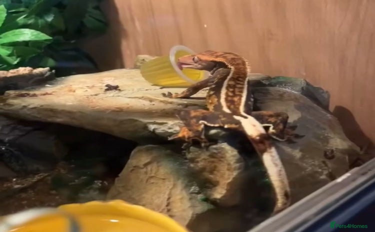 Gecko reptiles - Advert 2