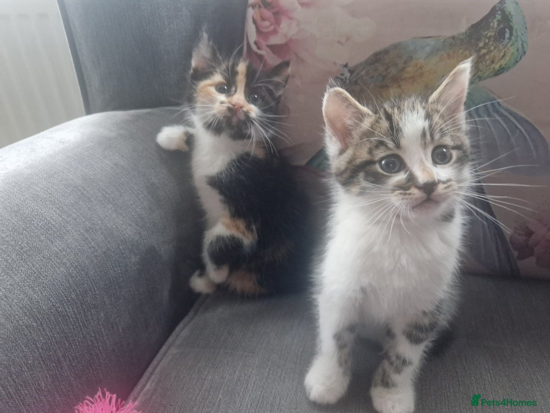 Mixed Breed cats for sale: 5 beautiful kittens 4 female 1 male - Image 14
