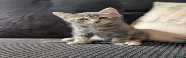 Ragdoll x Bengal Male 4