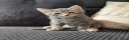 Mixed Breed cats for sale: Ragdoll x Bengal kittens  in Glasgow - Advert 12