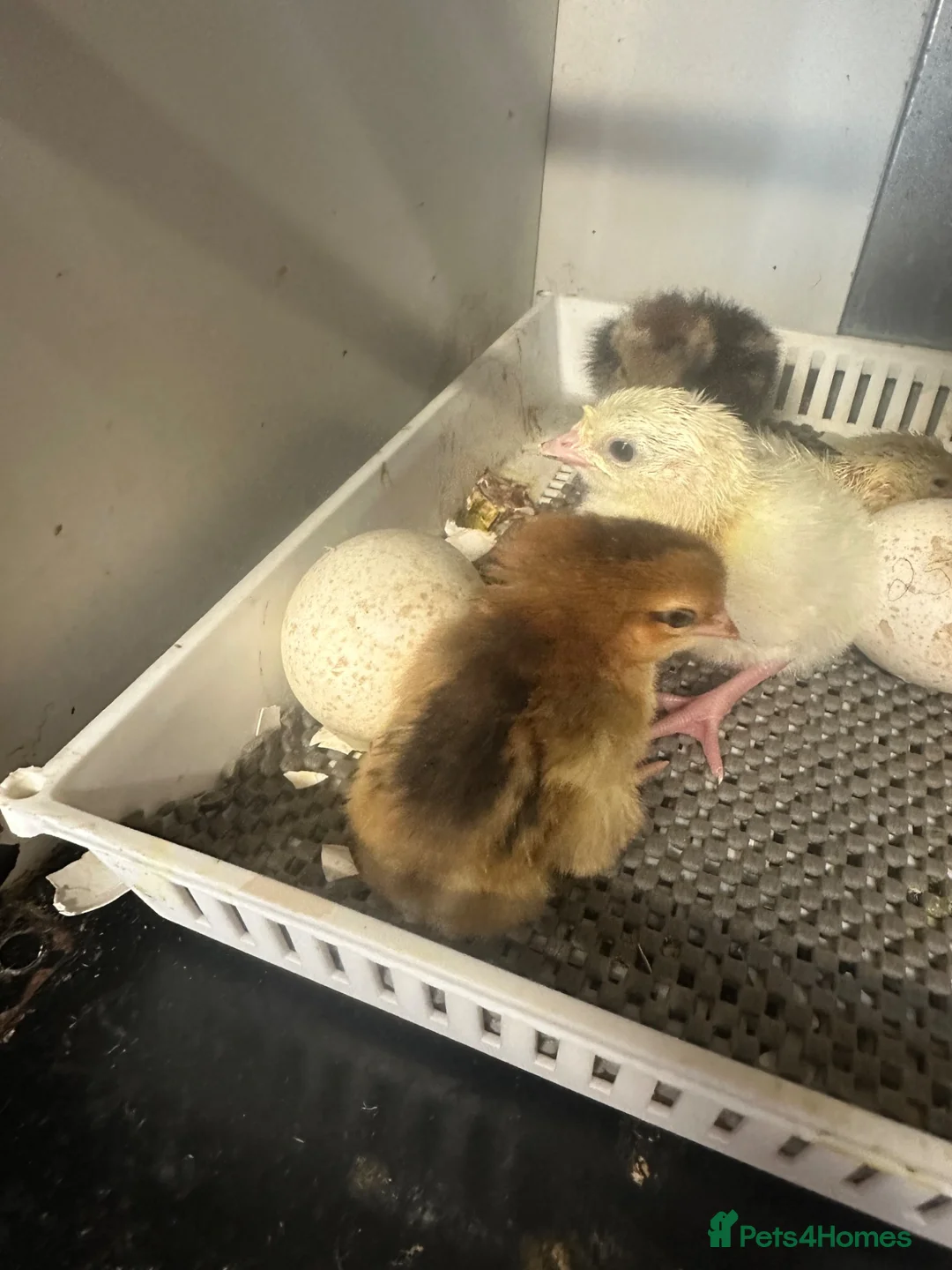 Chickens poultry for sale: Various age & breed chicks Unsexed turkeys poults - Advert 1