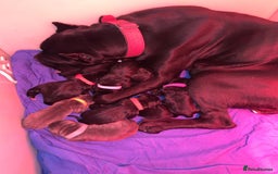 Cane Corso dogs for sale: Cane Corso puppies  - Advert 3