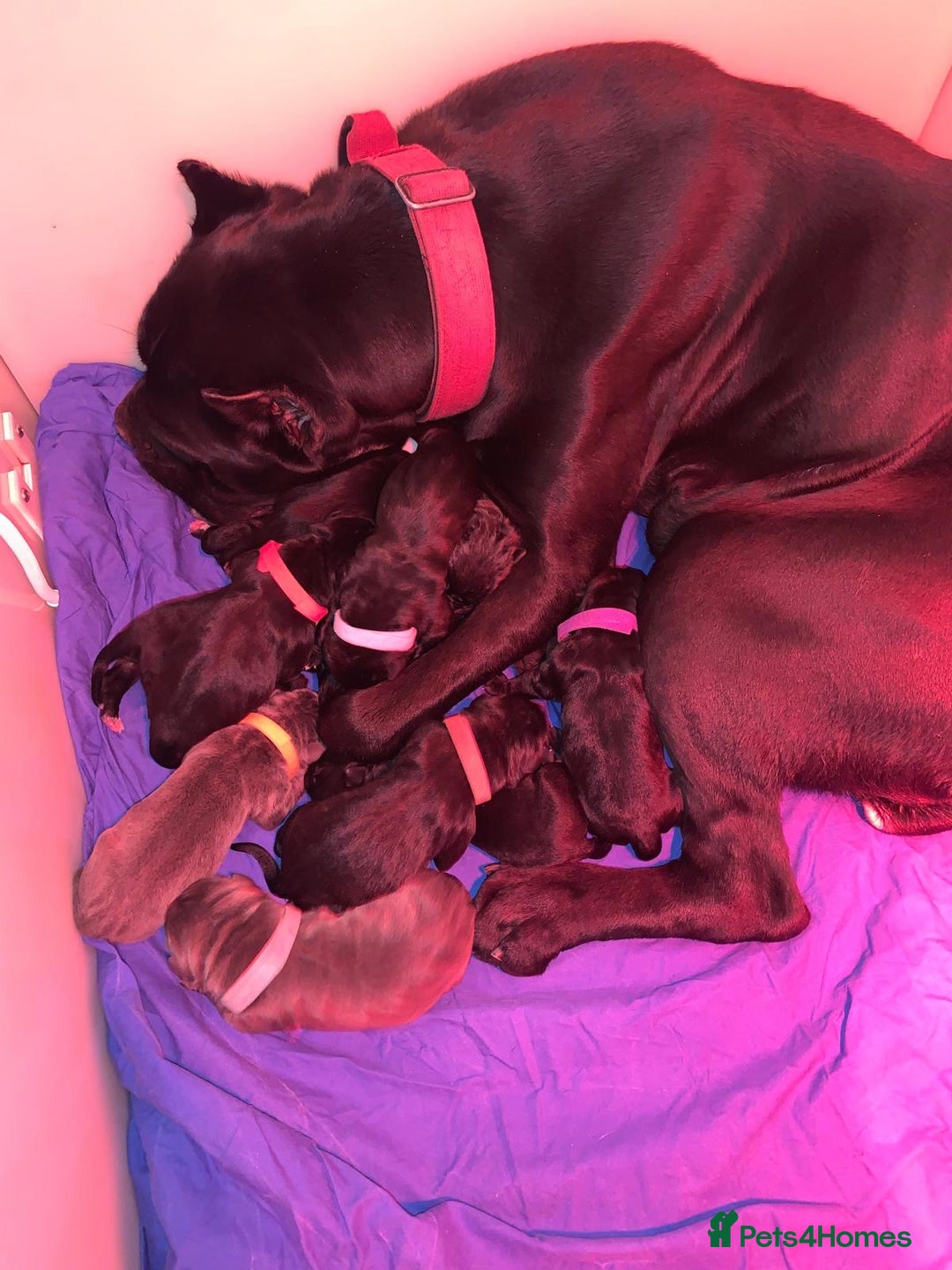 Cane Corso dogs for sale: Cane Corso puppies  - Advert 3