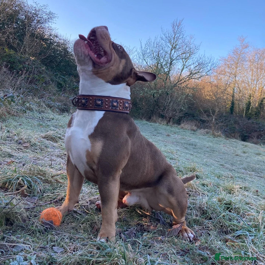 American Bully dogs for stud: Pocket Bully for Stud  in Plymouth - Advert 2