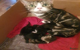 Russian Blue cats for sale: Russian Blue and Tabby hybrids. - Image 3
