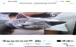 British Shorthair cats for sale: Kittens for sale - Image 1