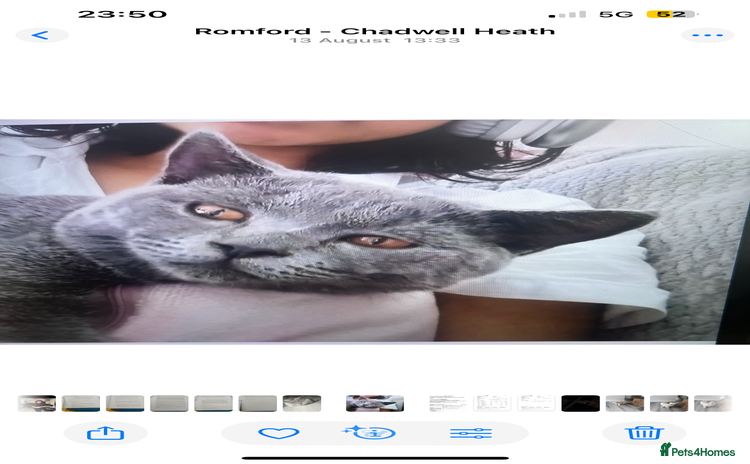 British Shorthair cats - Advert 2