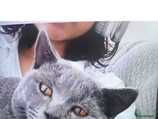 British Shorthair cats - Advert 23