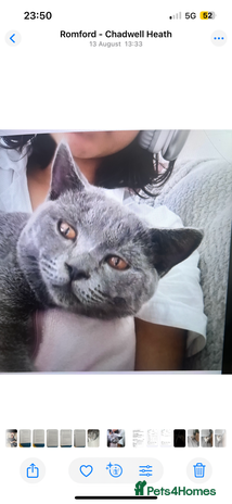British Shorthair cats - Advert 13