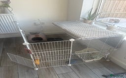 Mini Lop rabbits for sale: Chocolate Mini Lop one year old male.  - Image 6