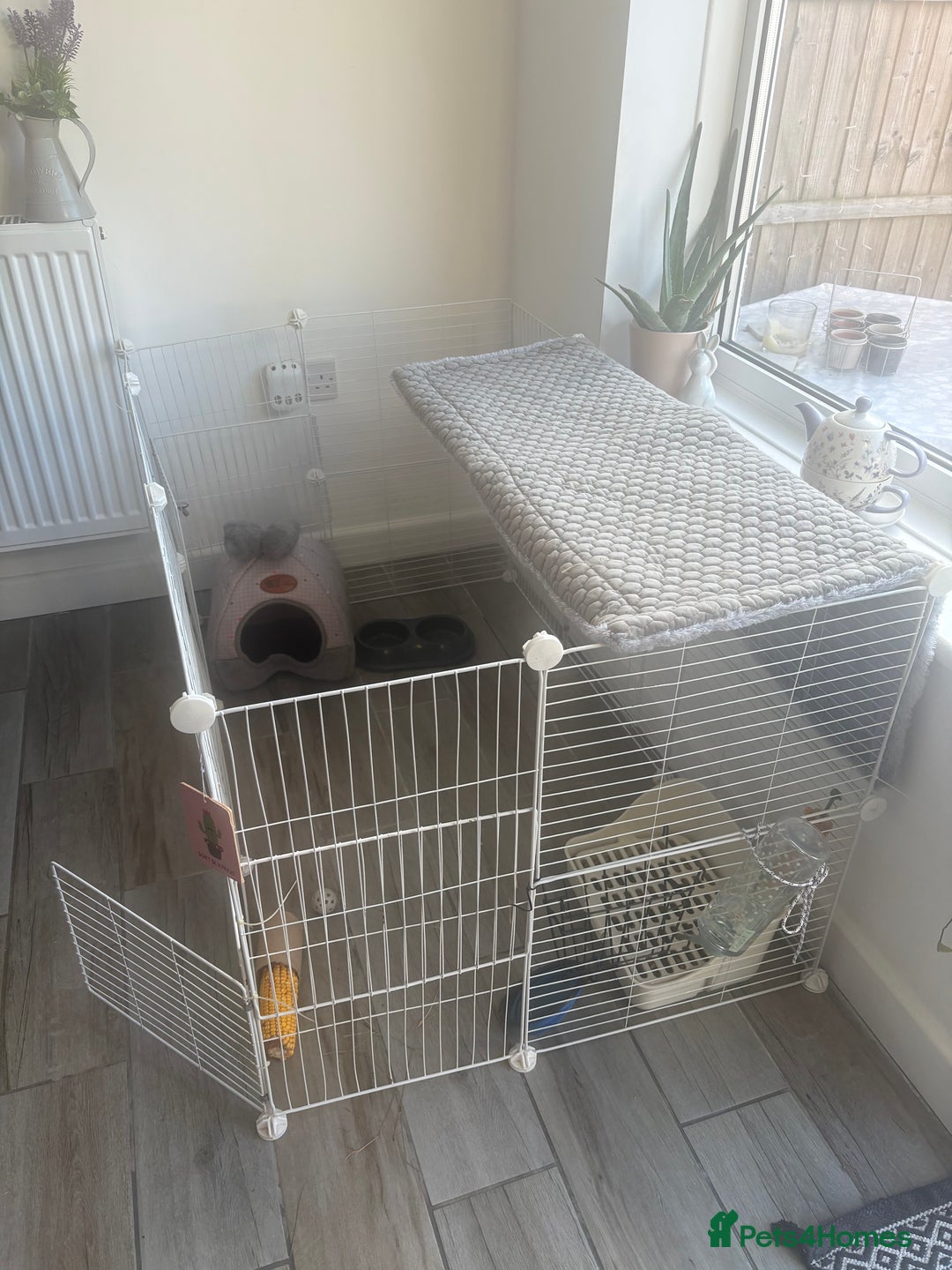 Mini Lop rabbits for sale: Chocolate Mini Lop one year old male.  - Image 6