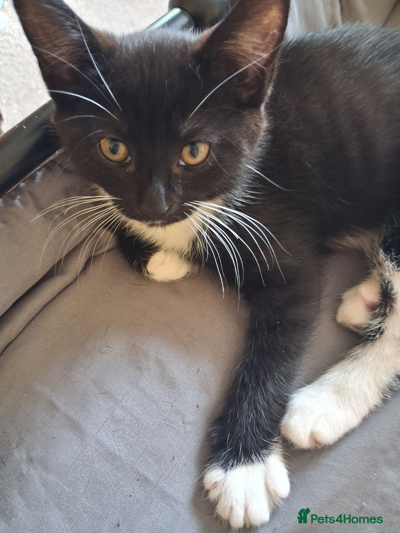 Mixed Breed cats 2 Beautiful girls 🩷 - Advert 3