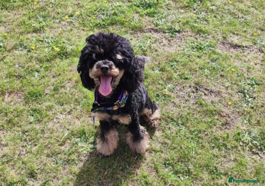 Cavapoo dogs for sale: Exceptional F1 Cavapoos. 5*  - Image 15