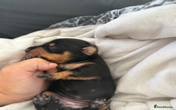 Dachshund dogs for sale: Litter of standard Dachshund  - Image 27