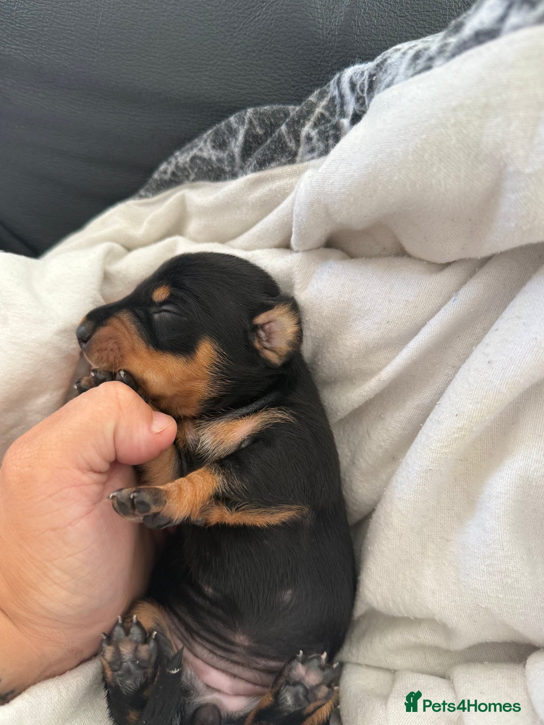 Dachshund dogs for sale: Litter of standard Dachshund  - Image 27
