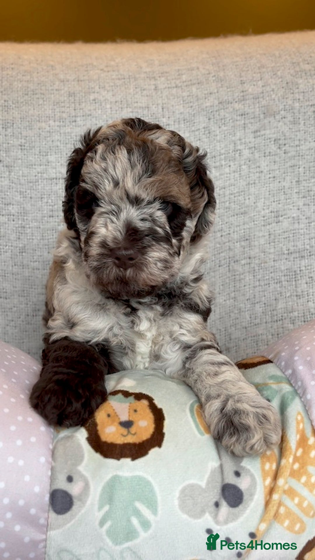 Miniature Poodle dogs for stud: MOYEN POODLE CROSS - IDEAL FOR DOODLE PUPPIES - Advert 17