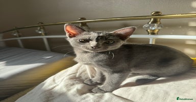 Korat cats - Advert 12