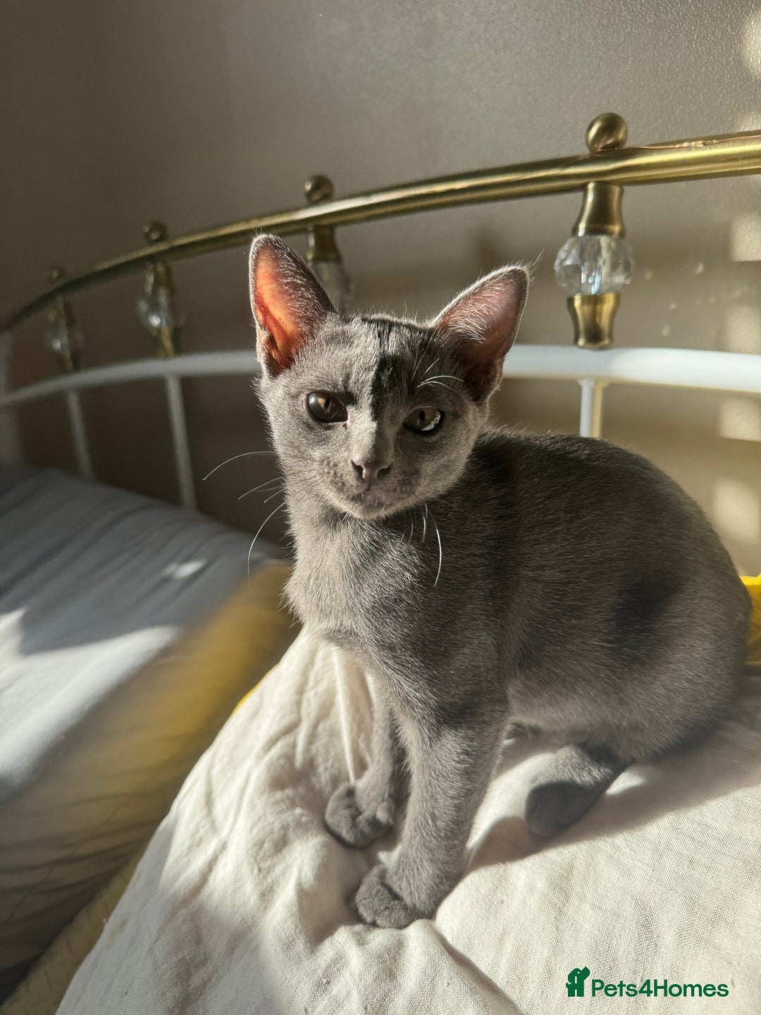 Korat cats for sale: Clairabelle kittens rare breed Korats - Image 3