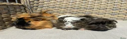 Guinea Pig rodents for sale: 1 left. Pretty baby long haired female guinea pig. - Advert 5