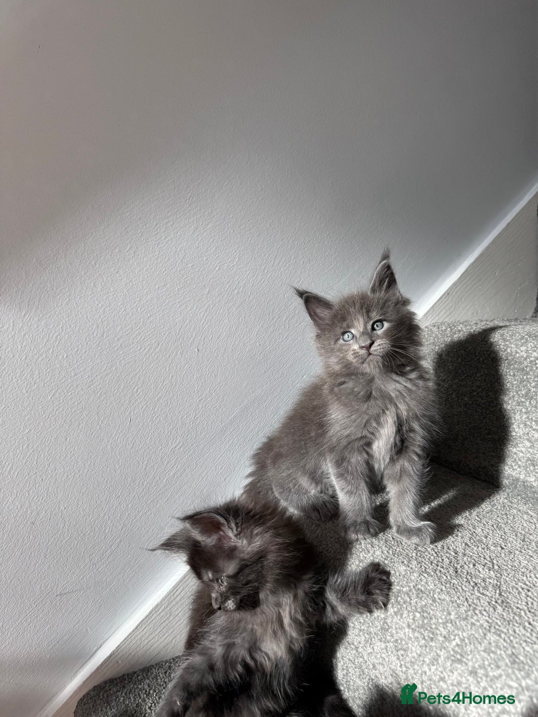 Maine Coon cats for sale: Pedigree Maine Coon Kittens – Blues & Smokes - Advert 15