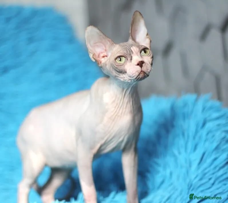 Sphynx cats Outstanding Canadian Sphynx Male Available ✨ - Advert 6