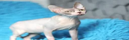 Sphynx cats for sale: Outstanding Canadian Sphynx Male Available ✨ - Advert 1