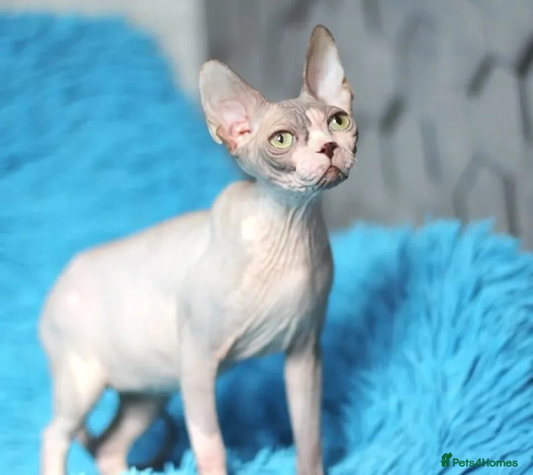 Sphynx cats for sale: Outstanding Canadian Sphynx Male Available ✨ - Advert 1