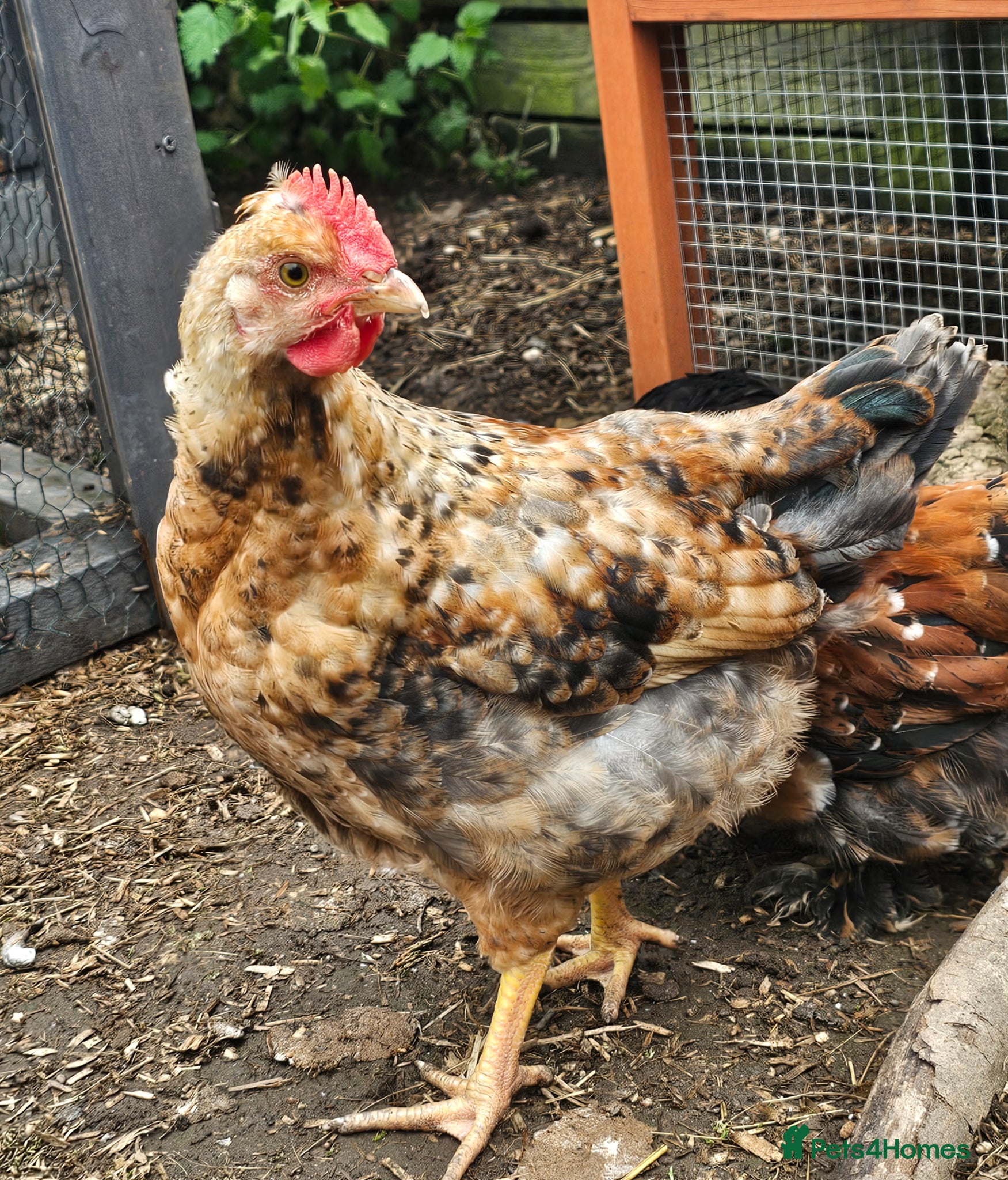 Chickens poultry 12 week old cockrels  - Advert 2