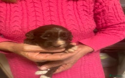 Cockapoo dogs for sale: Miniature f1 cockerpoos  - Image 13