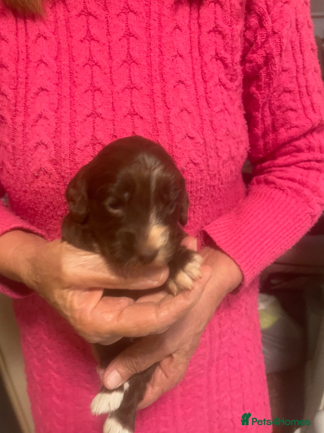 Cockapoo dogs for sale: Miniature f1 cockerpoos  - Image 13