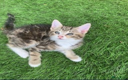 Mixed Breed cats for sale: Ginger tabby kittens - Image 7
