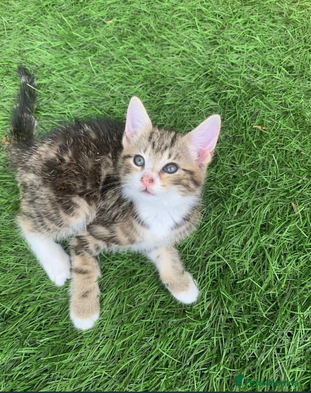 Mixed Breed cats for sale: Ginger tabby kittens - Image 7