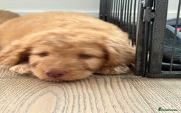 Labradoodle dogs for sale: F1B Labradoodles: just 1 available! in Uxbridge - Image 8