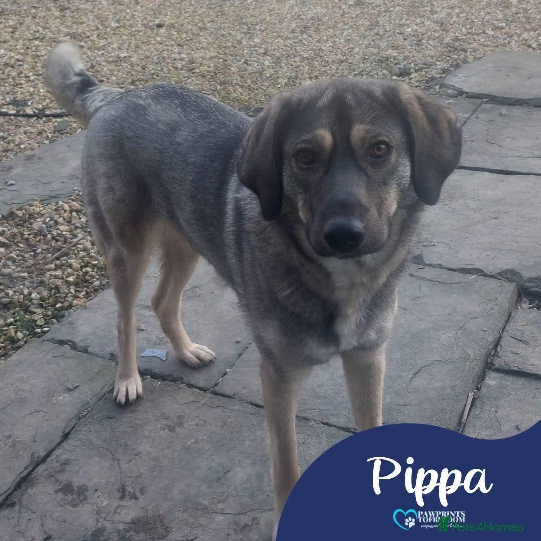 Mixed Breed dogs Meet Pippa, currently residing in Carmarthenshire  - Advert 1