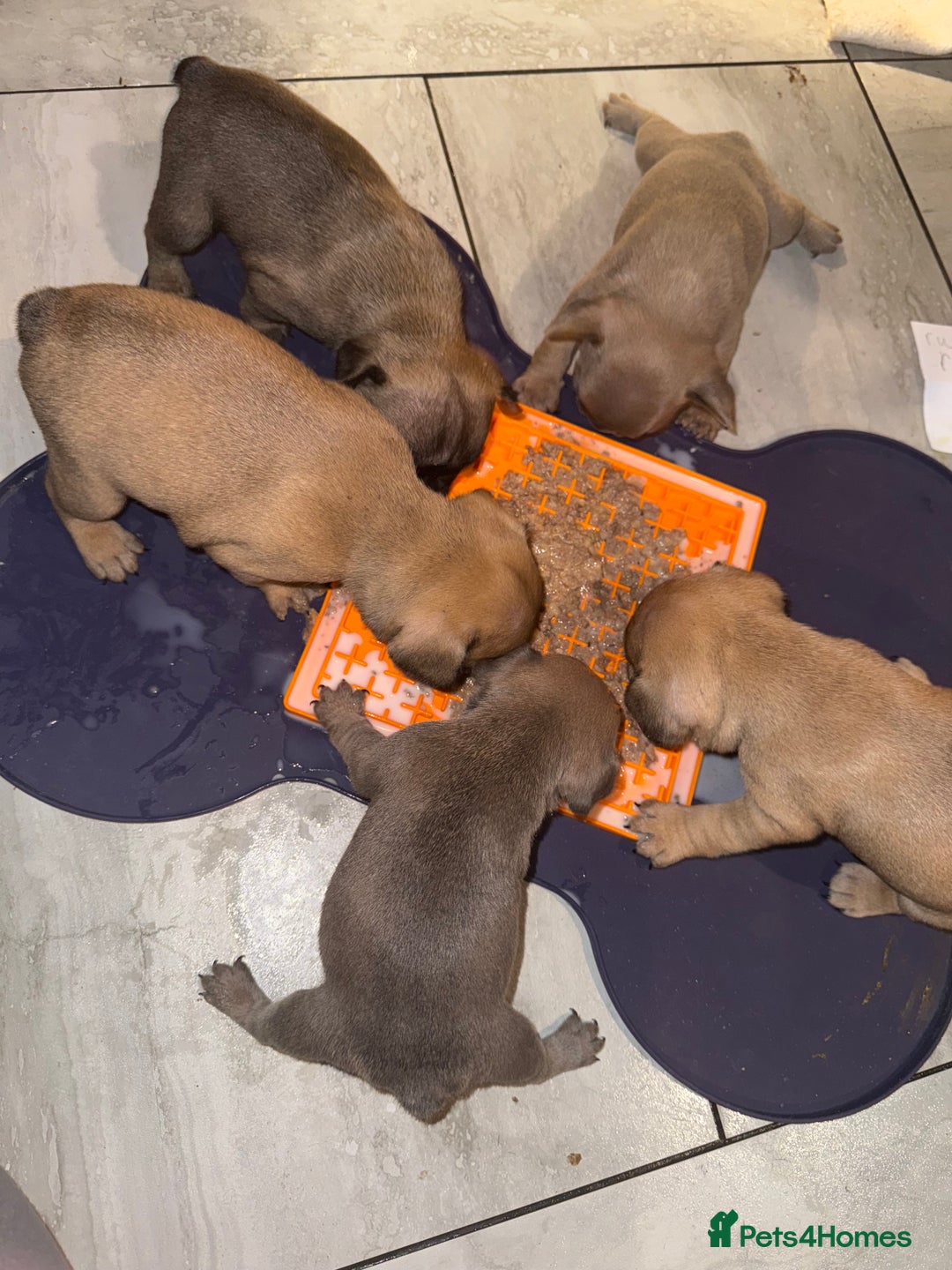 French Bulldog dogs for sale: 2 girls full French bulldogs  - Advert 11