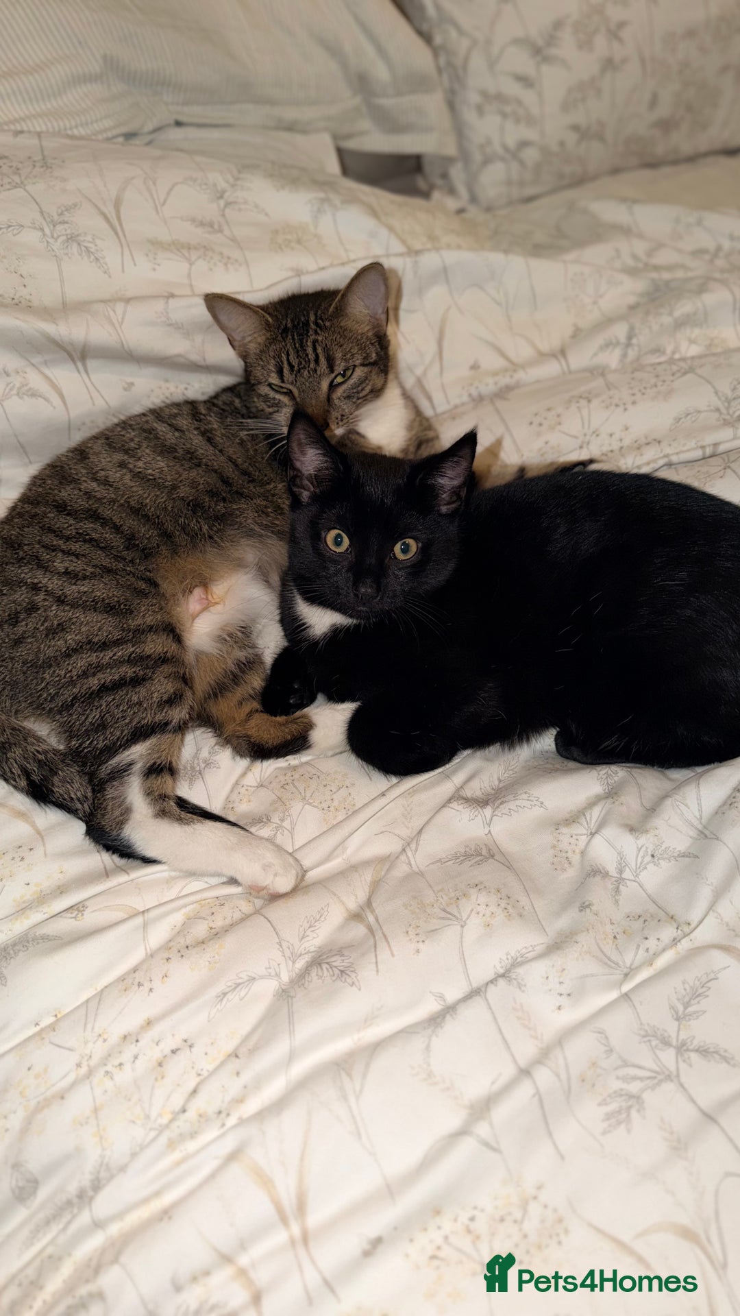 Mixed Breed cats for sale: Two Gorgeous Cats for Sale – Loving Homes Wanted - Advert 1