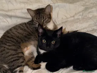 Mixed Breed cats Two Gorgeous Cats for Sale – Loving Homes Wanted - Advert 6