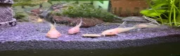 Catfish fish for sale: Albino corydoras  in Chelmsford - Advert 3