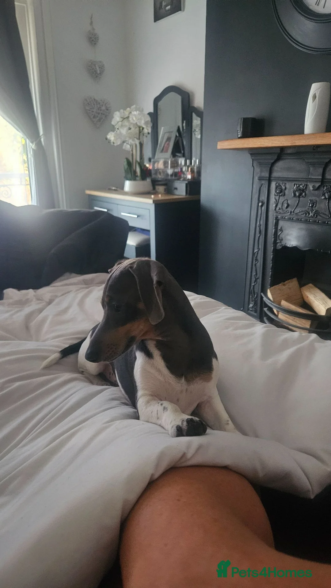 Miniature Dachshund dogs for sale: Rehome woody in Dover - Advert 4