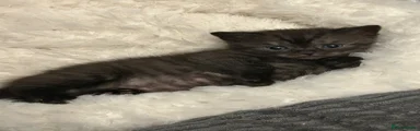 Scottish Straight Kitten 1