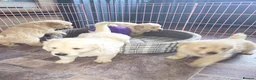 Golden Retriever dogs for sale: ADORABLE GOLDEN RETRIEVER PUPPIES  - Advert 3