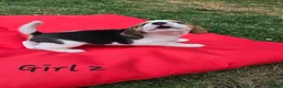 Beagle dogs for sale: Gorgeous KC reg puppies - Advert 13