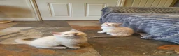 Ragdoll cats for sale: 💖9 Weeks Old💖Beautiful GCCF Ragdoll Kittens. - Advert 10
