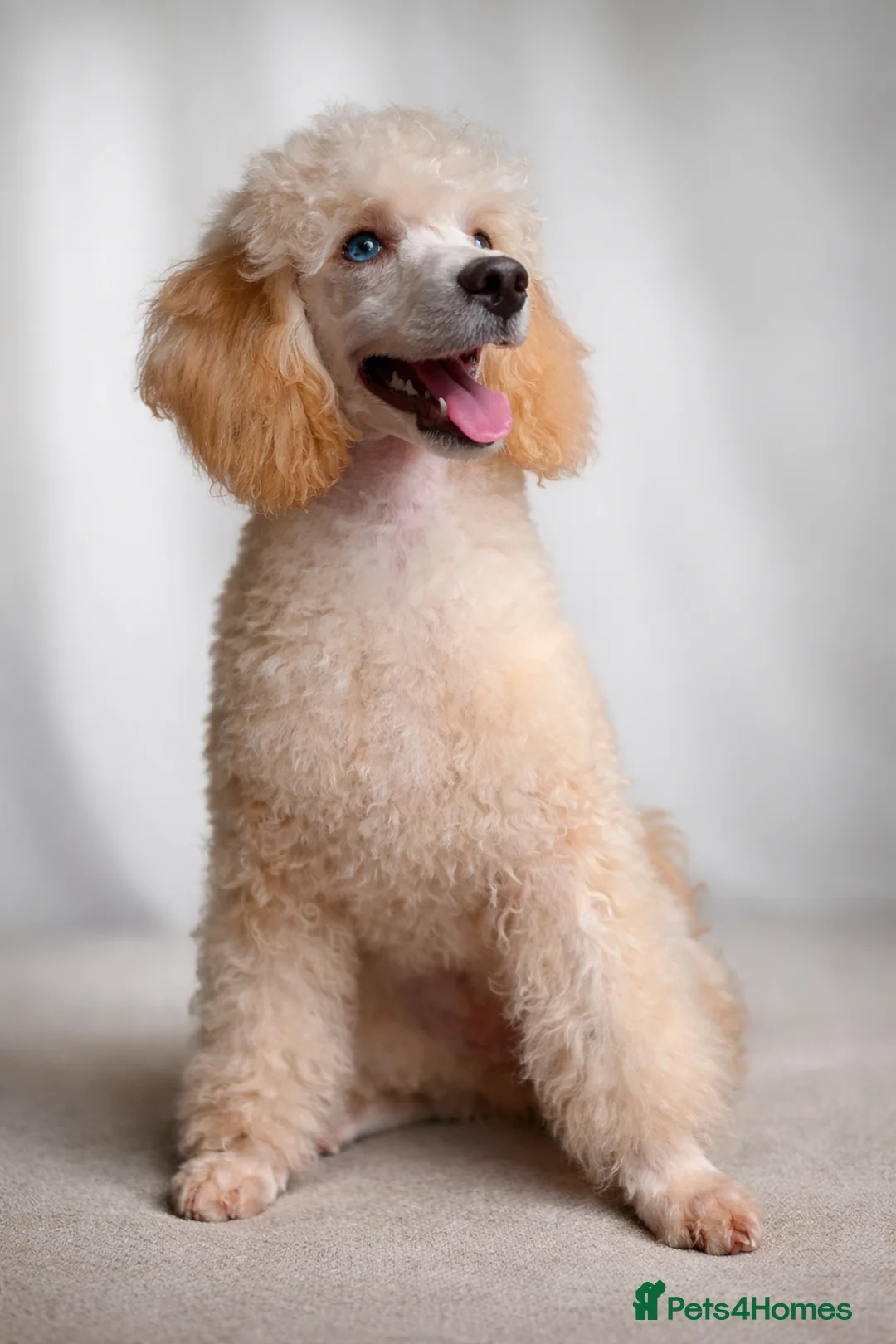 Cockapoo dogs for sale: ✨Exceptional F1BB Cockapoo Puppies✨ - Advert 15
