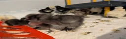 Chickens poultry for sale: Silkie Chicks mixed colours 17 left  in Hebburn - Advert 7
