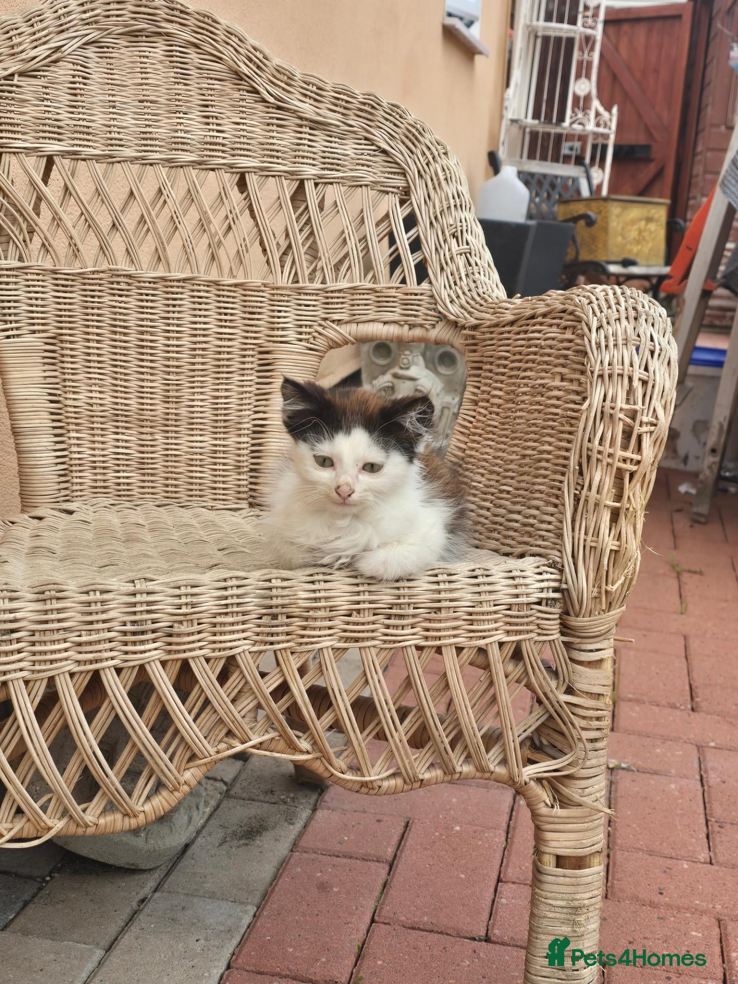 Mixed Breed cats Kittens for sale - Advert 1