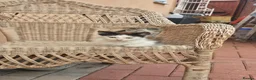 Mixed Breed cats for sale: Kittens for sale - Advert 1