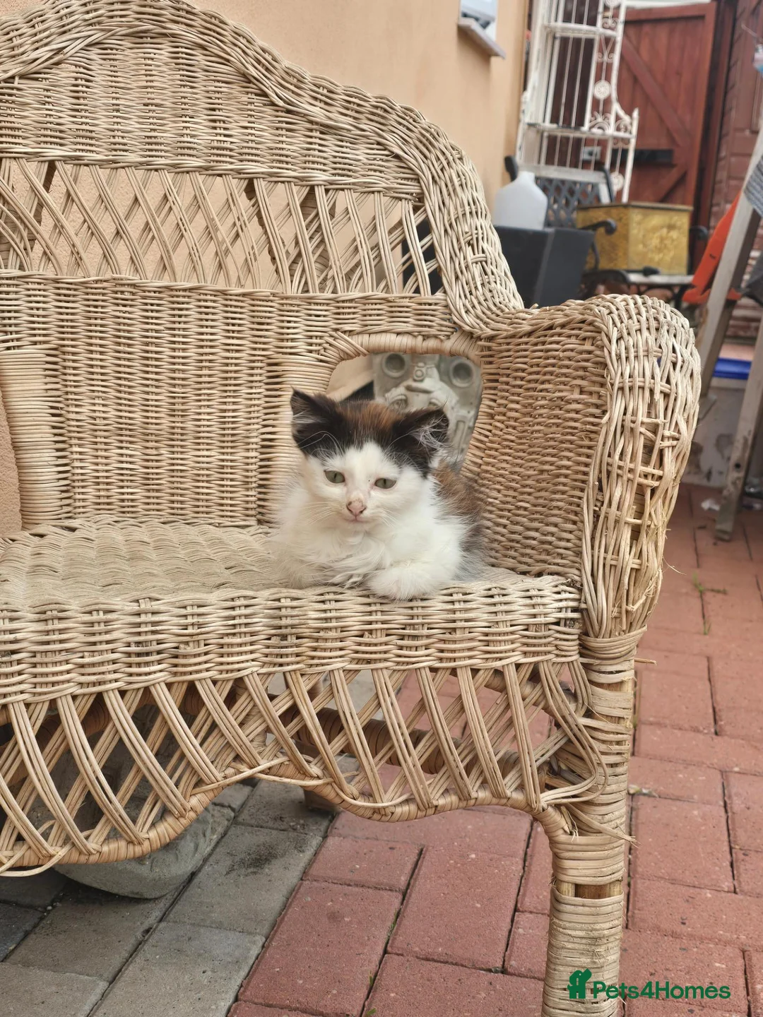 Mixed Breed cats for sale: Kittens for sale - Advert 1