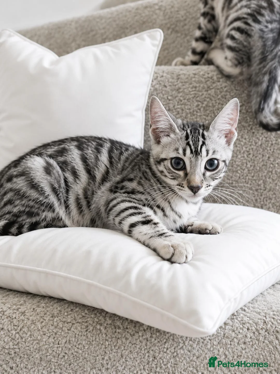 Bengal cats for sale: Purebred Silver Seal Lynx Bengal Kitten, Ready Now - Advert 2